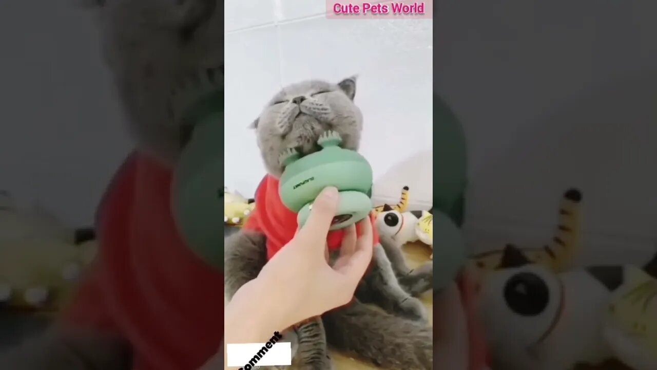 Cute cats enjoying the massage Cute and funny cats/#kitten #cat #funnycat #trending #shorts #tiktok