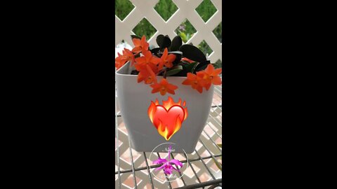 😍COLOR POP! 👌🏼😍 Cattleya cernua in full bloom #ninjaorchids #shorts