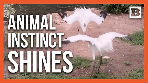 Fascinating Footage: How Zoo Animals React to Solar Eclipse