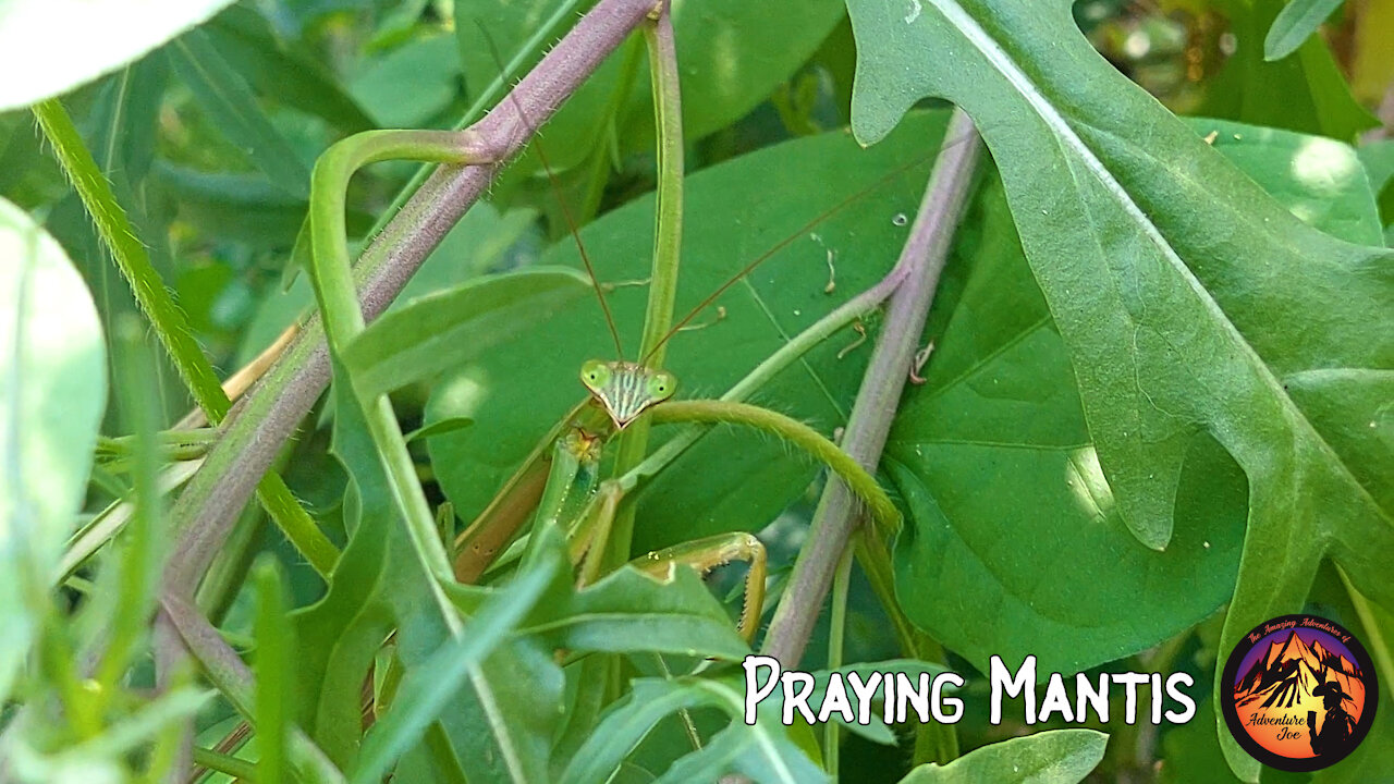 Praying Mantis