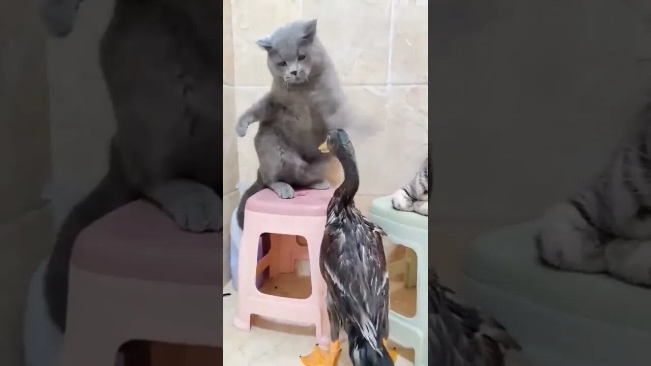 Cats fighting 🦆