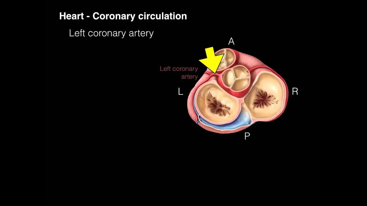 Heart Coronary circulation (OLD version)