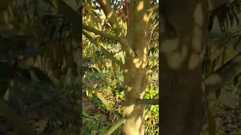 durian flowers in bloom