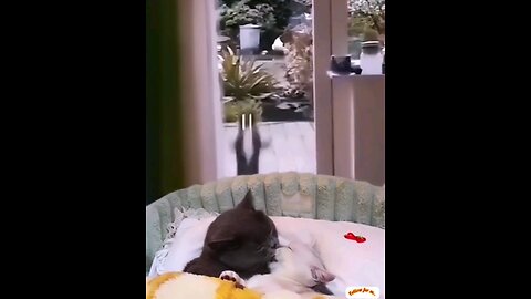 The cat's girlfriend took the other cat, see how it is crying🤣 interesting video