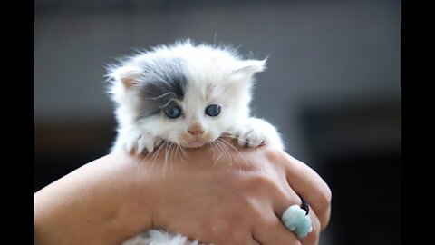 Kitten shivers, meows and licks its paws and tail 😸😂🙂