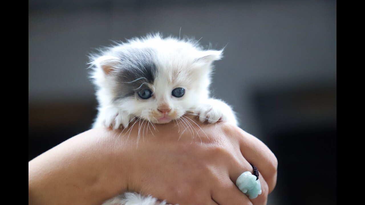 Kitten shivers, meows and licks its paws and tail πΈππ