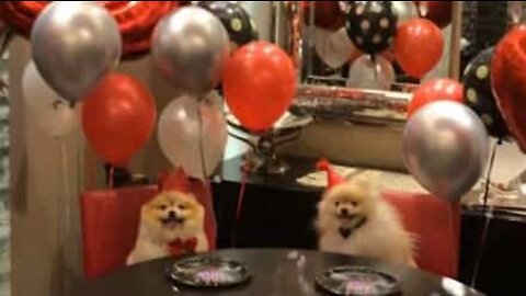 Instagram-famous dog's epic birthday party