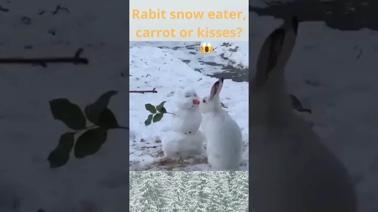 Christmas Delight Rabbit Kisses? Snow Eater? or Carrot ?😱😱😱 #shorts