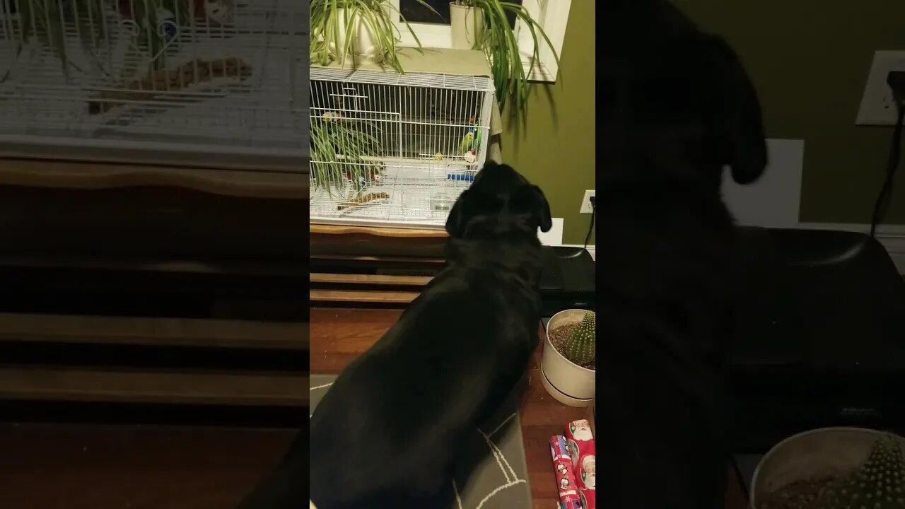 Rottweiler Loves Her Budgie Friend 💖 #rottweiler #shorts #budgies