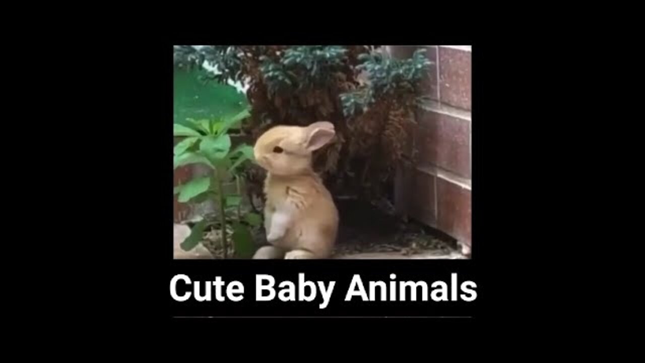 Cute baby animals compilation