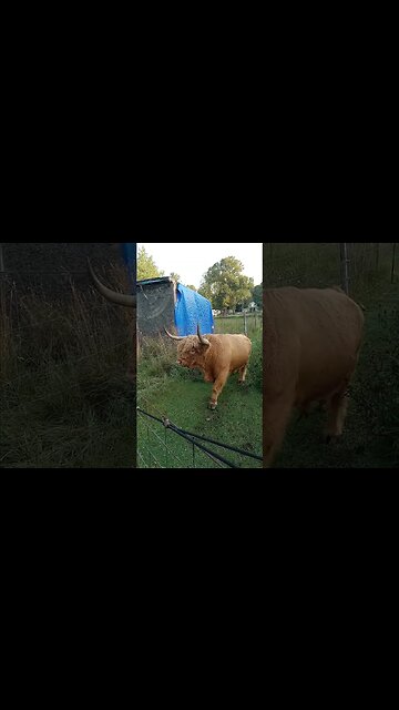 "This is a bunch of bull!"