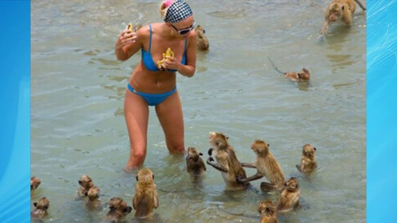 Funny video.Monkeys Attacks Girl At The Beach