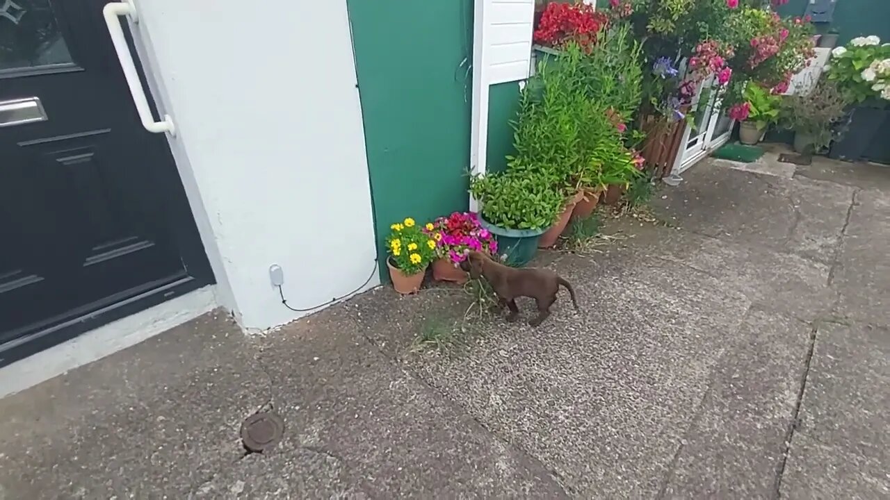 This Dog Is Taking The Pizz And Has A Name