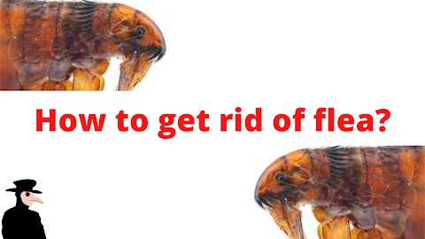 How To Get Rid Of Flea?