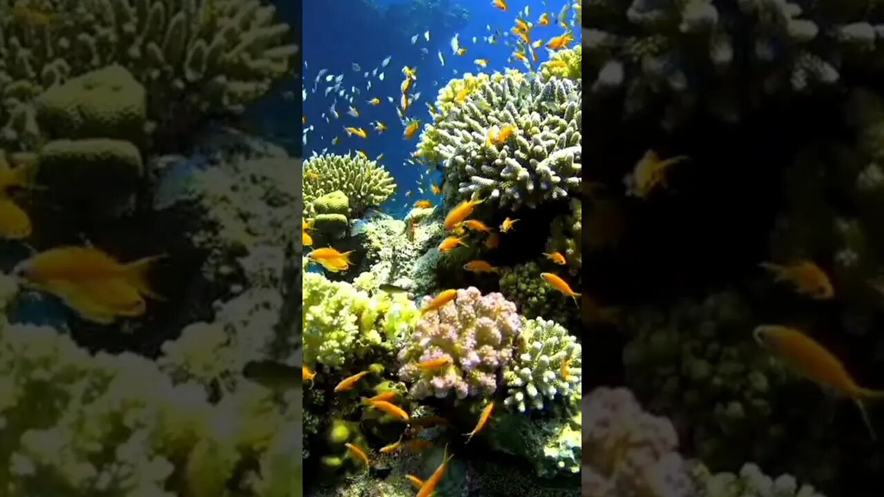 Sea fish Videos.Relax Musi.#relaxingmusic #neutralvideo
