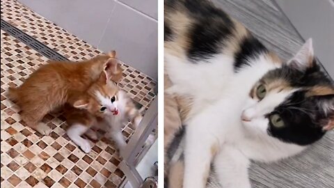 Cats & Kittens - The mother's reaction.