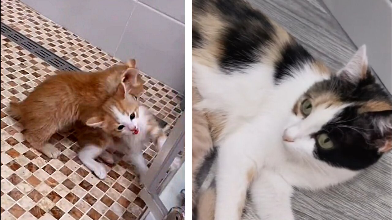 Cats & Kittens - The mother's reaction.