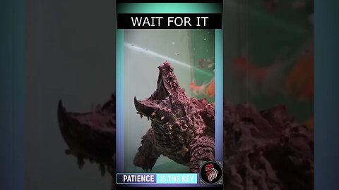 WAIT FOR IT - PATIENCE is the KEY