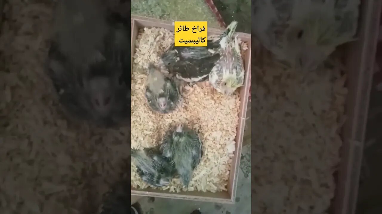 فراخ طائر كاليبسيت