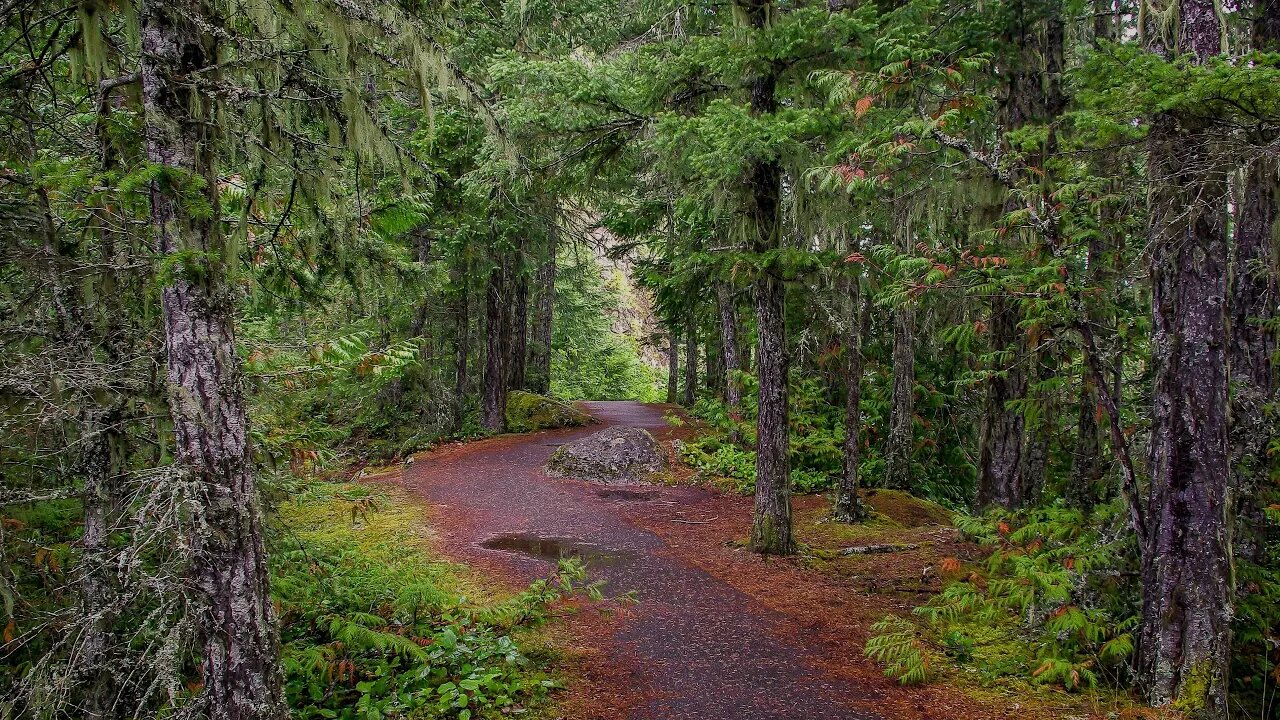 Gentle rain on a lonely forest path while the birds sing in the background