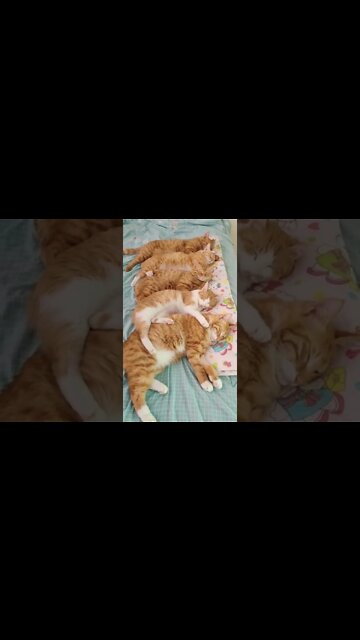 наши милые котики (5)