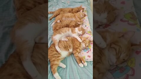 наши милые котики (5)