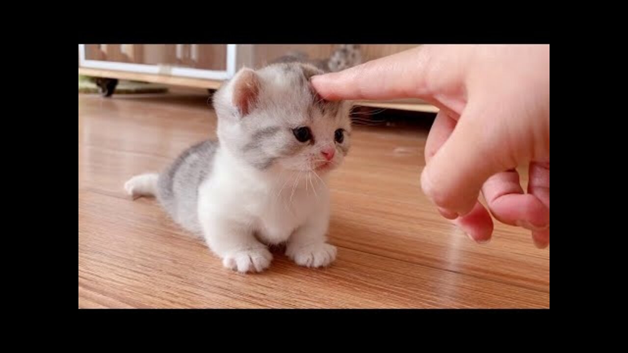 Best Funny Cats and Dogs πΆπ± Part 59