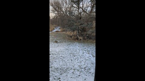 A Birds-Flying, Deer-Chasing, Time. - by Josh #nature