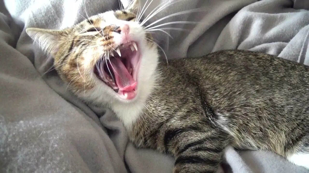 Cute Kitten Likes His Belly Tickled