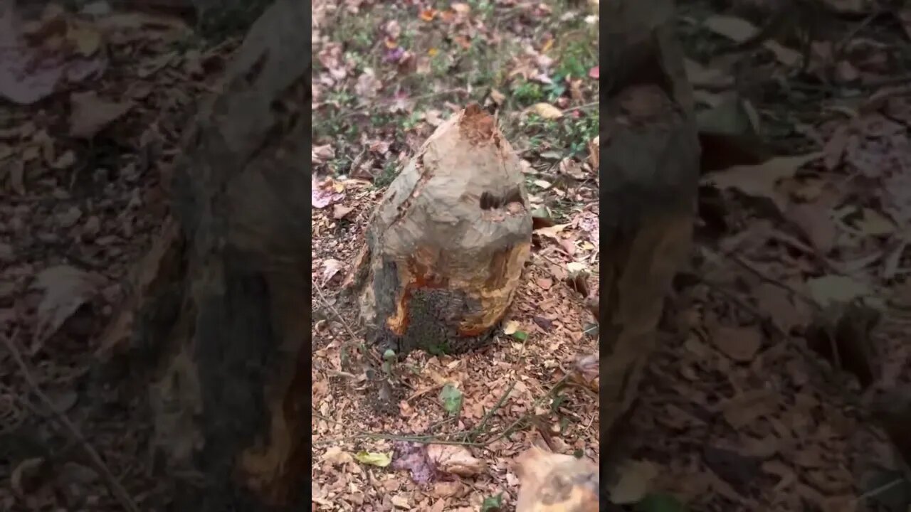 Chicago man wanders into Tennessee and suspects beavers.