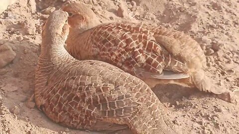 Teetar bird beautiful pair