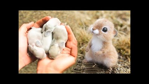 AWW SO CUTE! Cutest baby animals Videos Compilation Cute moment of the Animals - Cutest Animals #19