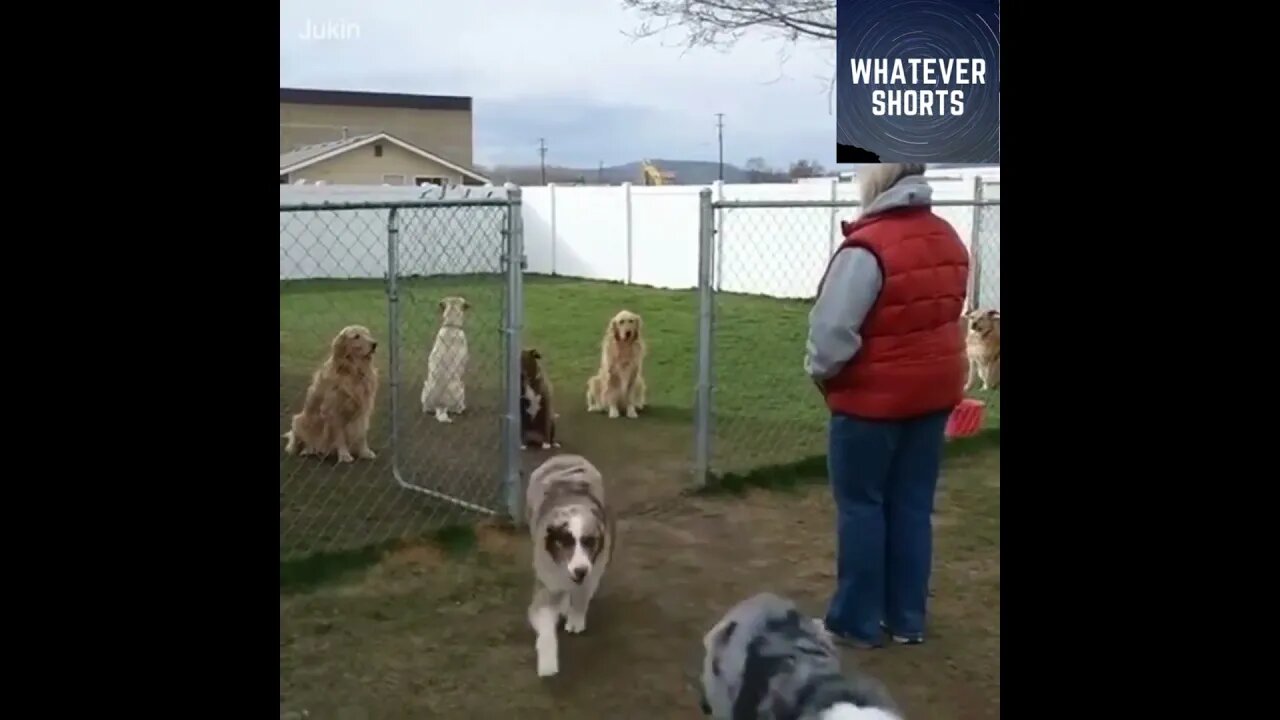 Cute and funny dog roll call #shorts #animals #dogs #cute #funny