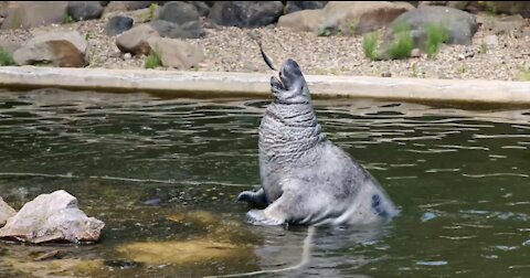 FOCA ASKS HIS COACHES TO EAT