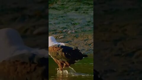 African Fish Eagle #wildlife #africa #eagle #nature