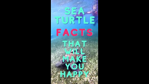 Sea Turtle Facts That Will Make You Happy