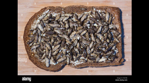 FOOD CHAOS! (Learning to eat bugs!)