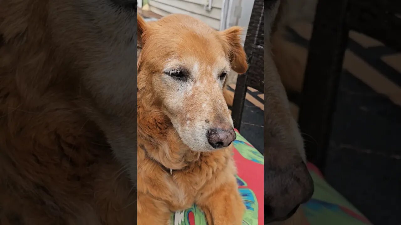 Titan age 12 wants an acting job #best #dog #life #goldenretriever