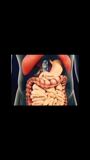 Amazing Digestive process #shorts