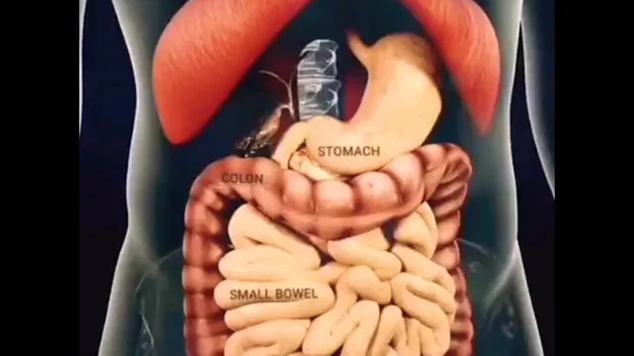 Amazing Digestive process #shorts