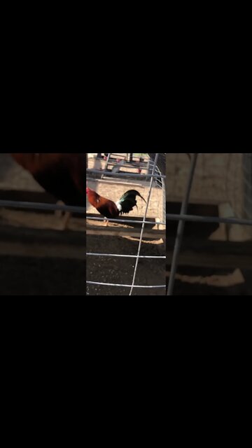 Sweater/Gilmore @LivingWaterFarms247