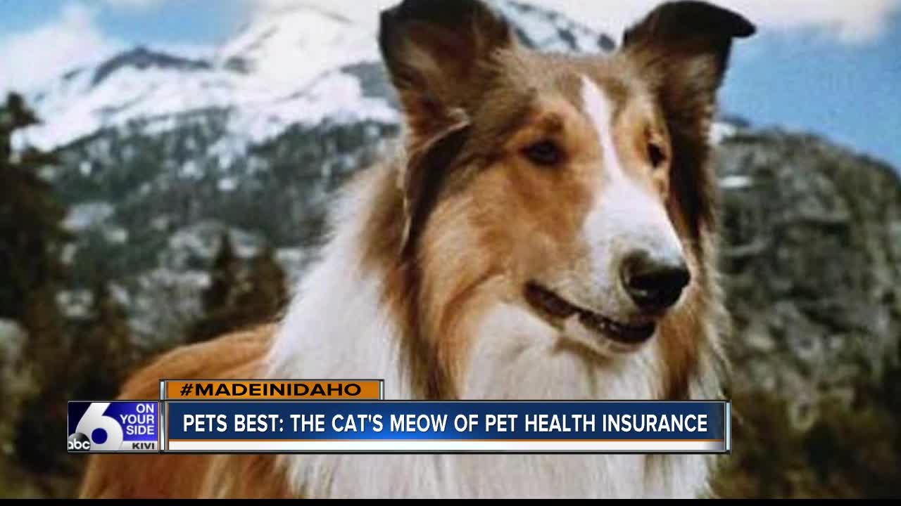 MADE IN IDAHO: Pets Best is cat's meow in pet health insurance