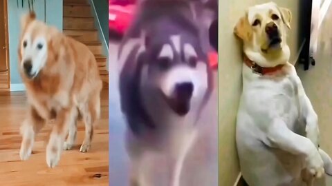 Funny Dance of Dogs