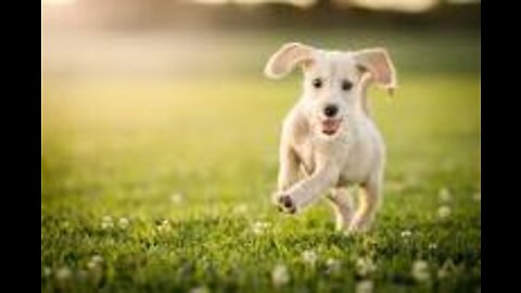 Cute Dog Reaction