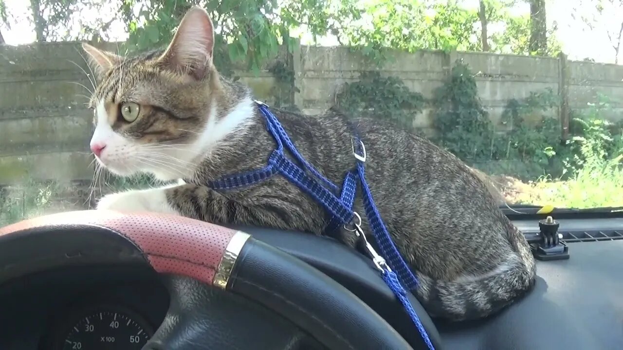 Kitten Rudolph Went on a Trip