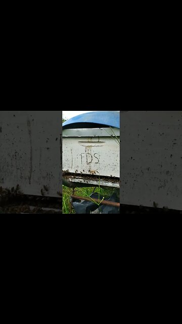Captura de enxame em caixa padrão Langstroth um bom exame #shorts