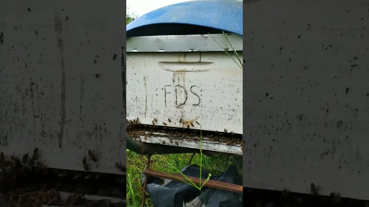Captura de enxame em caixa padrão Langstroth um bom exame #shorts