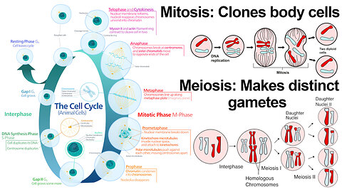 Cell Cycle: Mitosis, Meiosis, and Binary Fission
