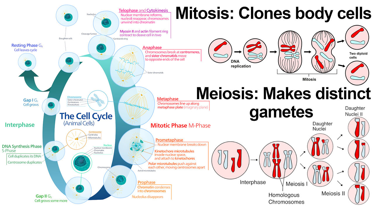 Cell Cycle: Mitosis, Meiosis, and Binary Fission