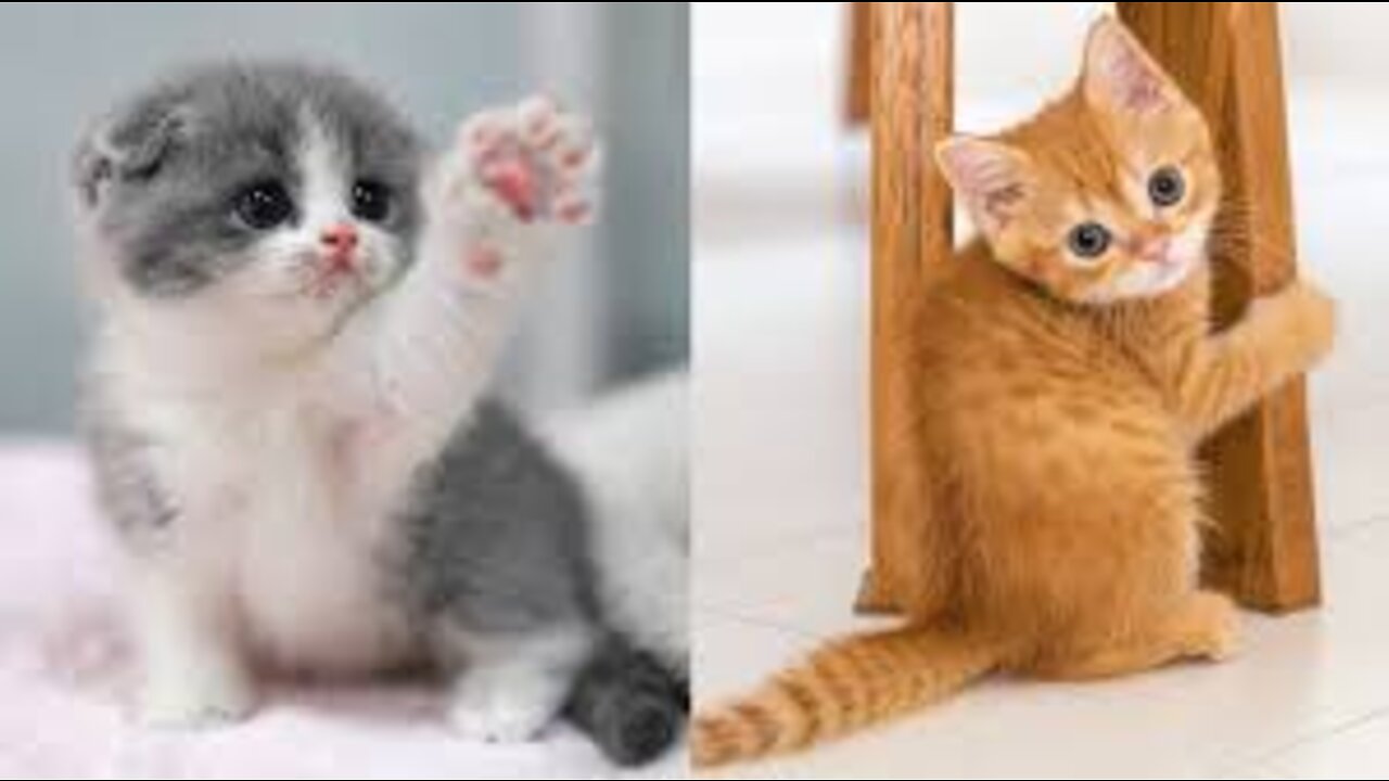 Baby Cats - Cute and Funny Cat Videos Compilation #2